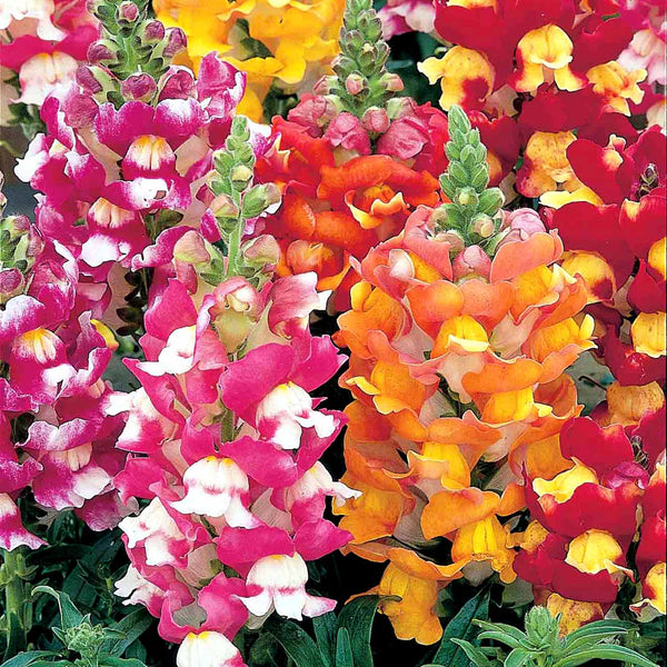 Antirrhinum Plant 'Snapshot Mix'