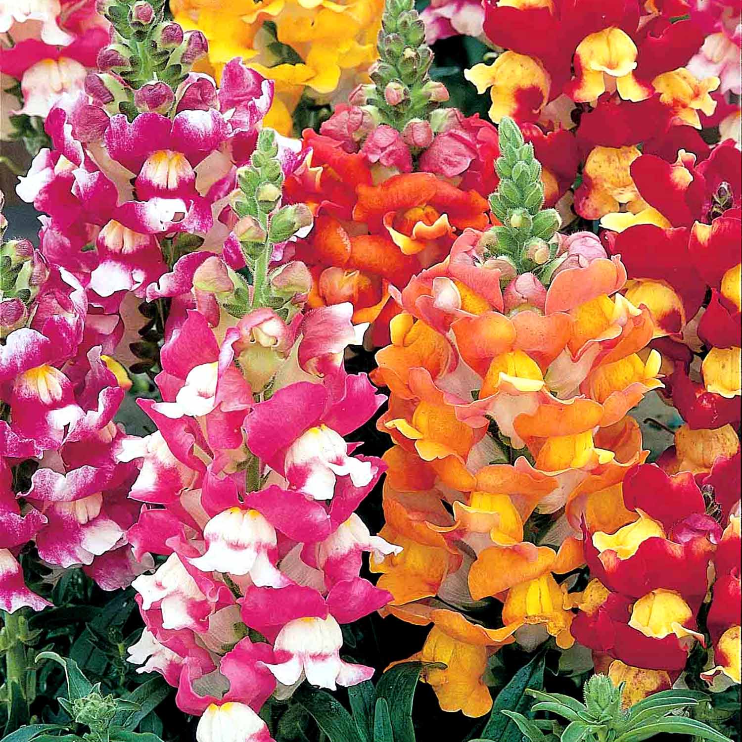 6+ Antirrhinum Plant Care Antirrhinum 'Appeal F1' - 12 Garden Ready Plants | Buy Antirhinum