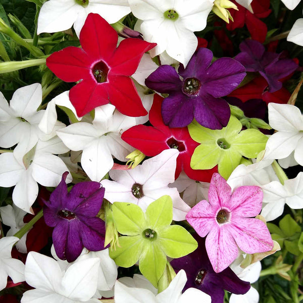 Nicotiana Plant 'Perfume F1 Mixed'