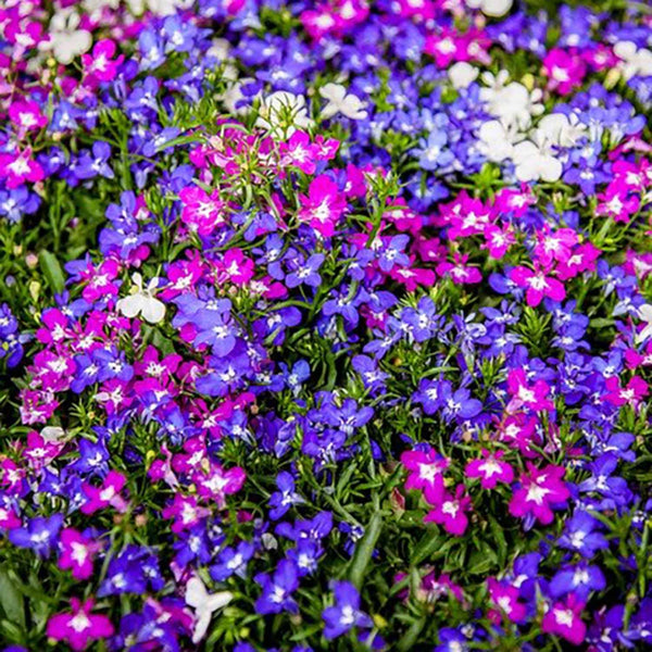 Lobelia Plant 'Fountain Mixed'