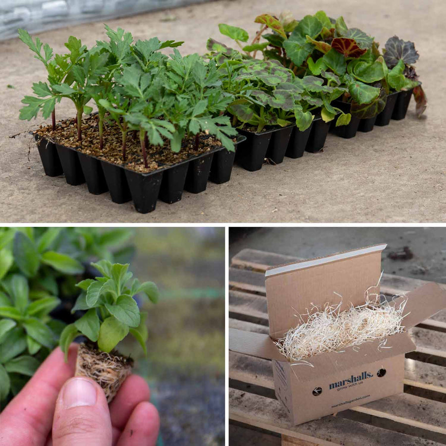 Marshalls Seedling Bedding Selection 60 Plants Buy Seedling Bedding