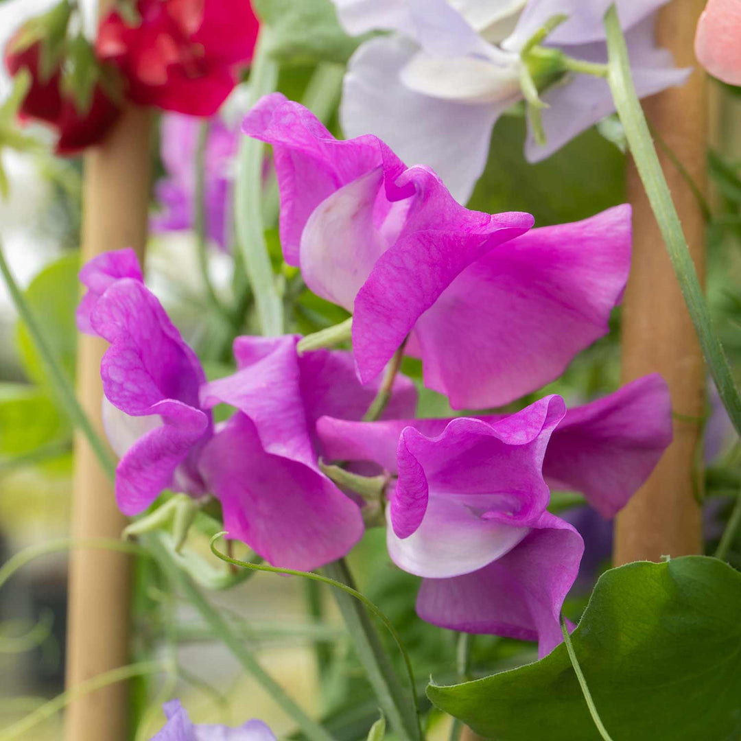 Sweet Pea Plant 'Flower Arranger's Blend' 12 x Plug Plants Buy