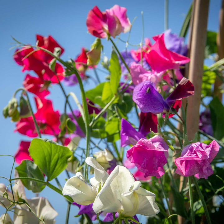 Sweet Pea Plants 'Bubblegum Mix' 12 x Plug Plants Buy Sweet Pea