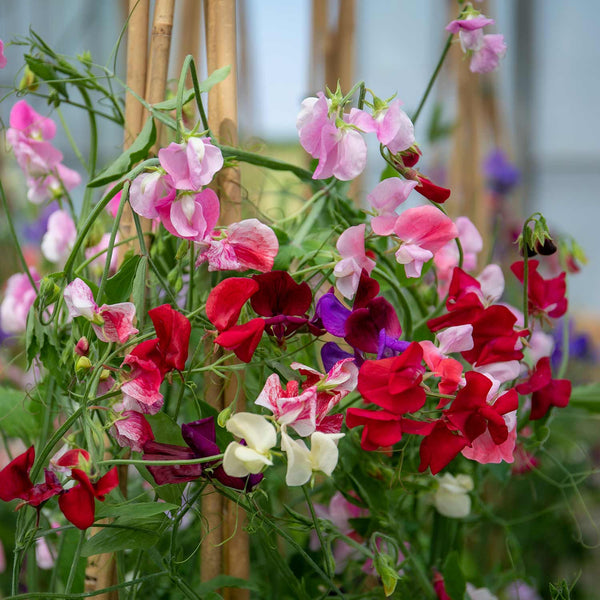 Sweet Pea Seeds 'Old Fashioned Selection'