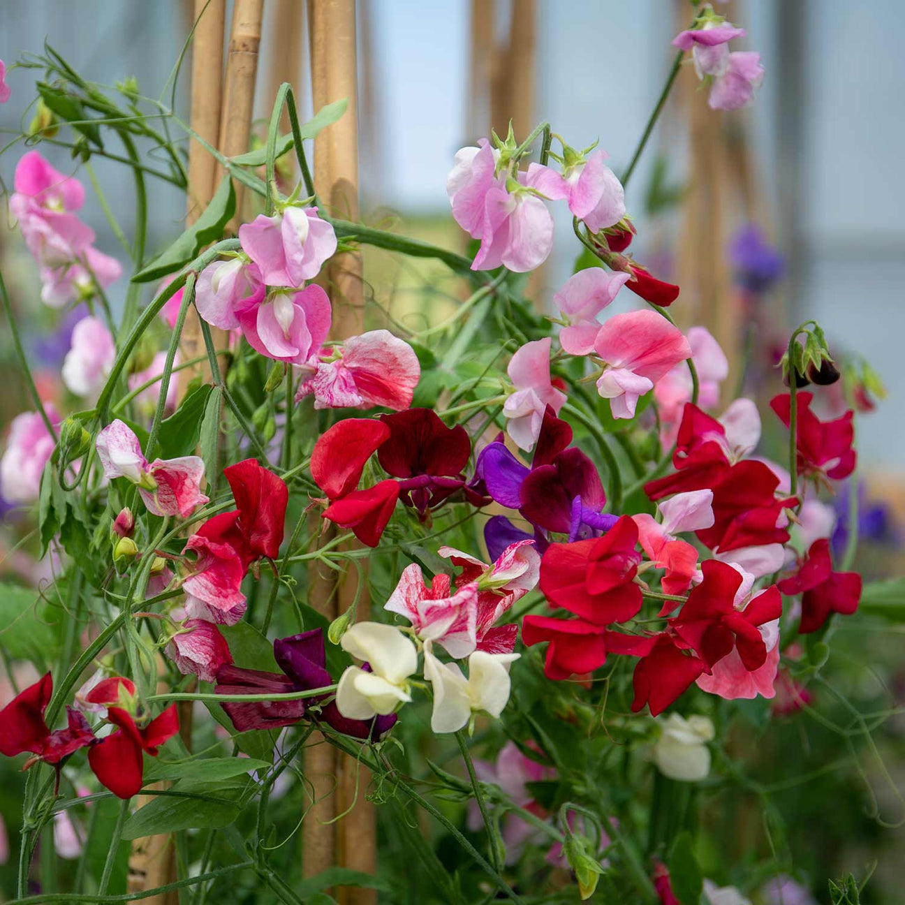 Buy Sweet Pea Old Fashioned Selection Seeds Online 