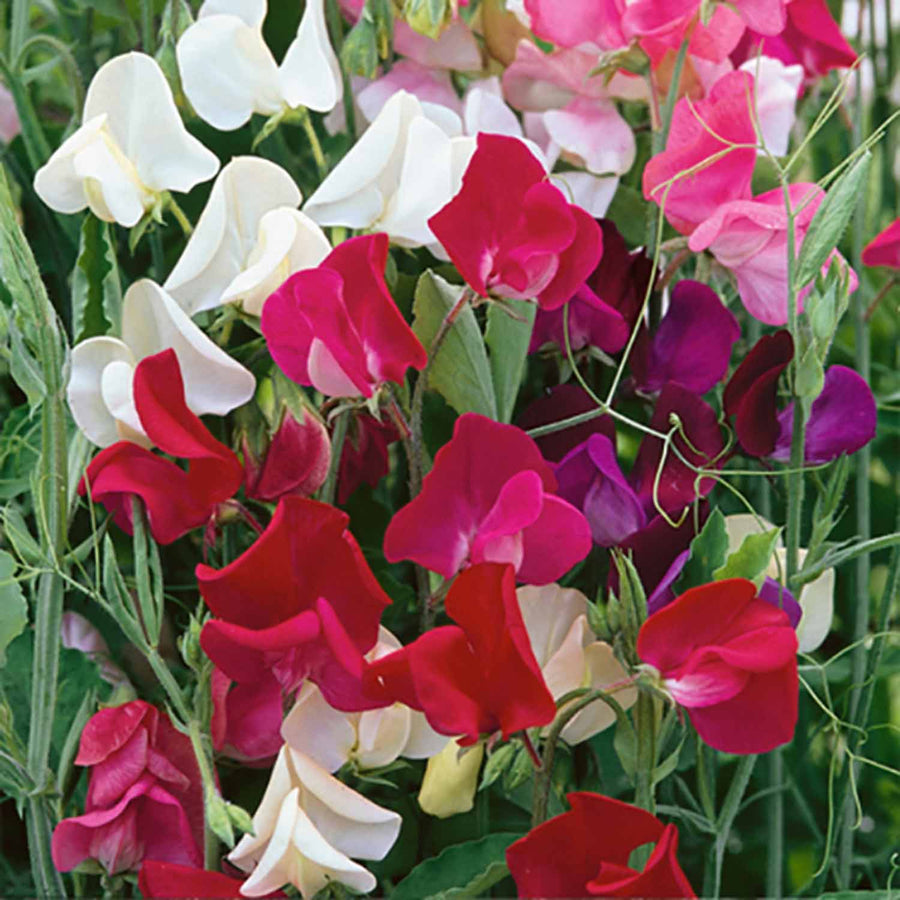 Sweet Pea Plants 'Old Fashioned Mix' 12 x Plug Plants Buy Sweet Pea
