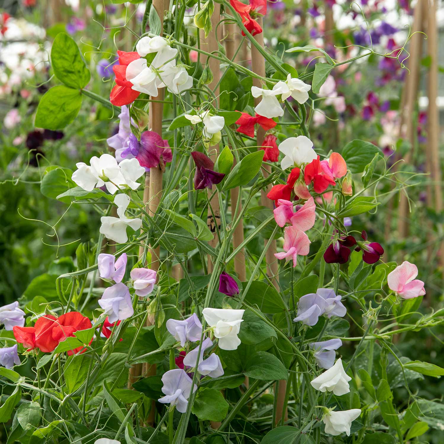 Sweet Pea Plants 'Summerlong Mix' 12 x Plug Plants Buy Sweet Pea