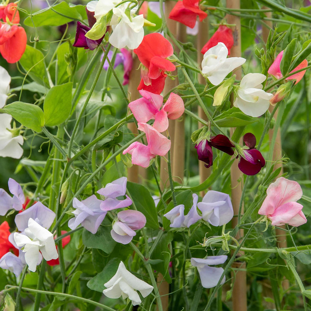 Sweet Pea Plants 'Summerlong Mix' 12 x Plug Plants Buy Sweet Pea