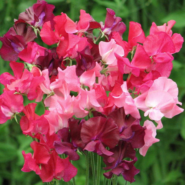 Sweet Pea Plant 'Berry Kiss'