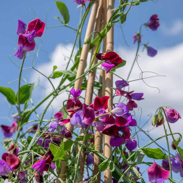 Sweet Pea Seeds 'Cupani'