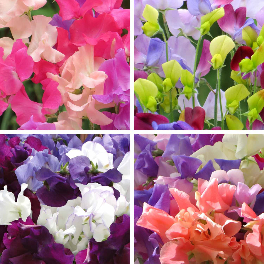 Sweet Pea Plants 'Marshalls Selection' 48 x Plug Plants Buy Sweet
