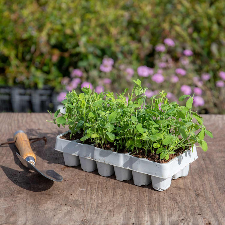 Sweet Pea Plants Marshalls Selection 48 X Plug Plants Buy Sweet sweet-pea-plants-marshalls-selection-48-x-plug-plants-buy-sweet