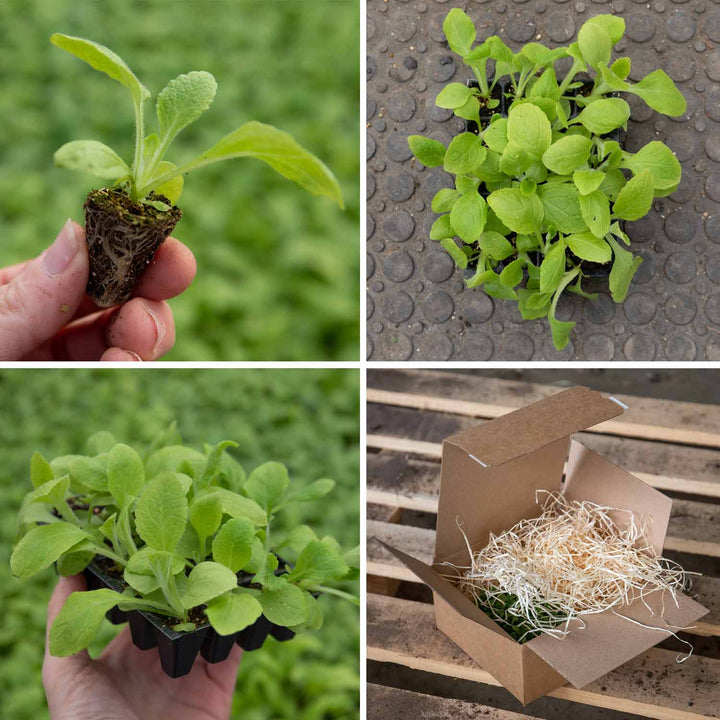 Digitalis 'Dalmatian Mix' 60 Seedlings Buy Foxglove Plants Online