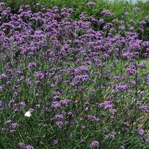 Verbena buenos deals aires