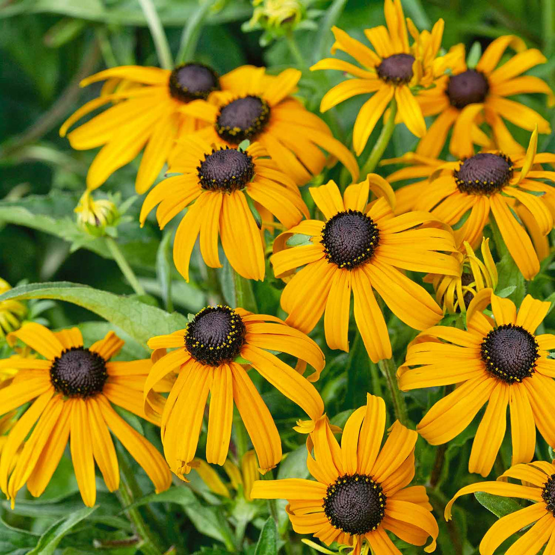 Rudbeckia 'Goldsturm' - 20 Seedlings | Buy Rudbeckia Plants Online ...