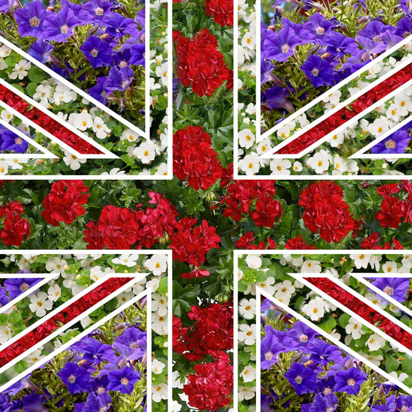 Patriotic Hanging Basket Collection