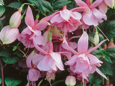 Fuchsia Plant 'Pink Galore'