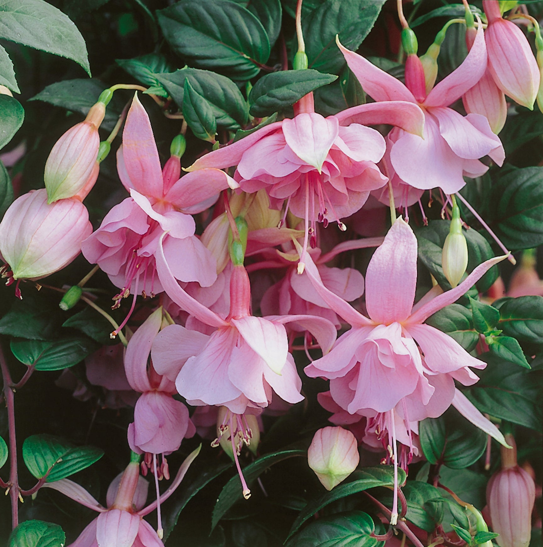 Fuchsia Plant 'Pink Galore' 6 x Super Plug Plants Buy Fuchsia
