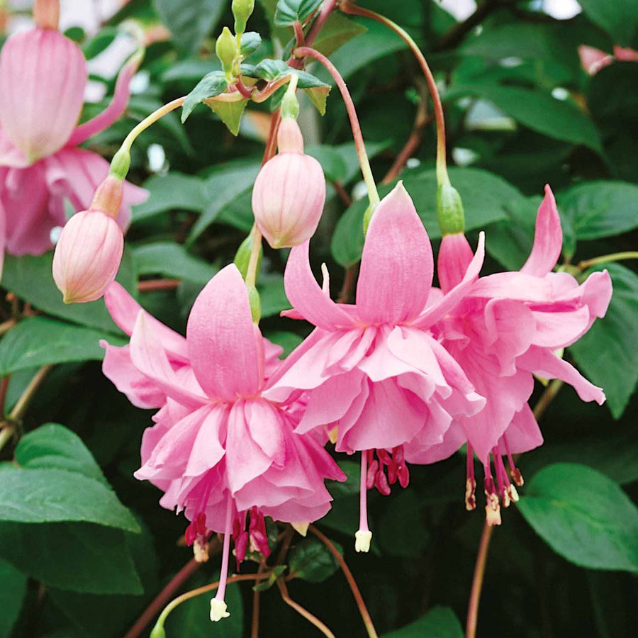 Fuchsia Plant 'Pink Galore' 6 x Super Plug Plants Buy Fuchsia
