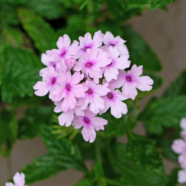 Verbena Plant 'Margaret's Memory'