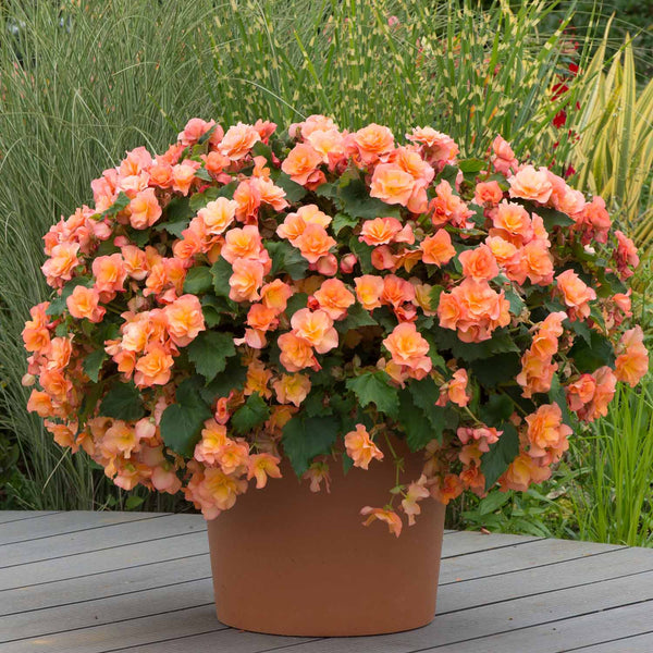 Begonia Plant 'Solenia Apricot'