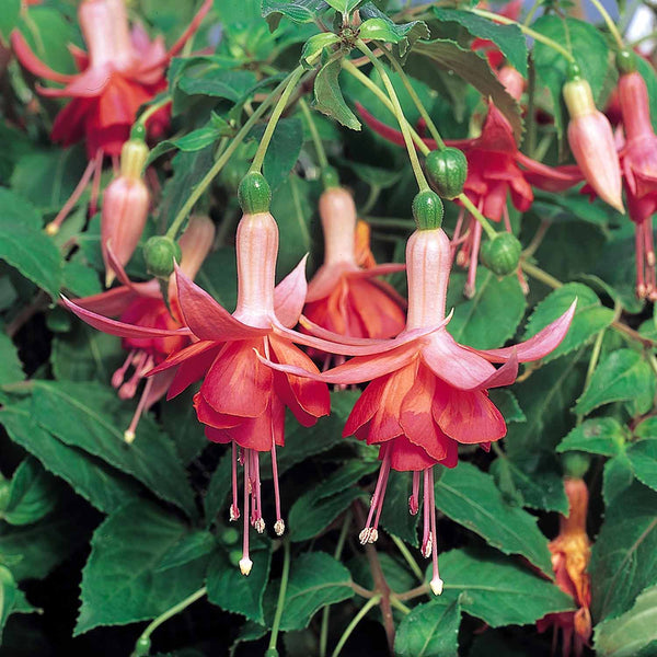 Fuchsia Plant 'Dancing Flame'