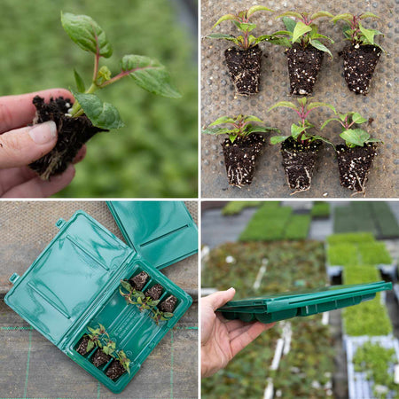 Fuchsia Plant 'Bella Rosella'