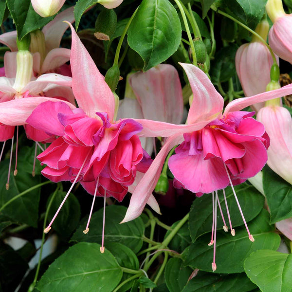 Fuchsia Plant 'Bella Rosella'