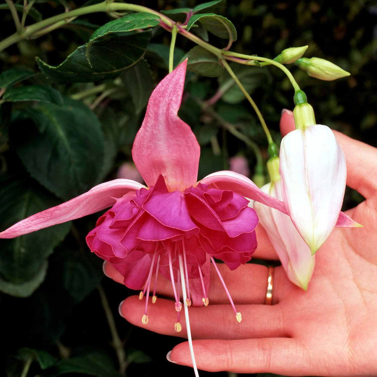 Fuchsia Plant 'Bella Rosella'