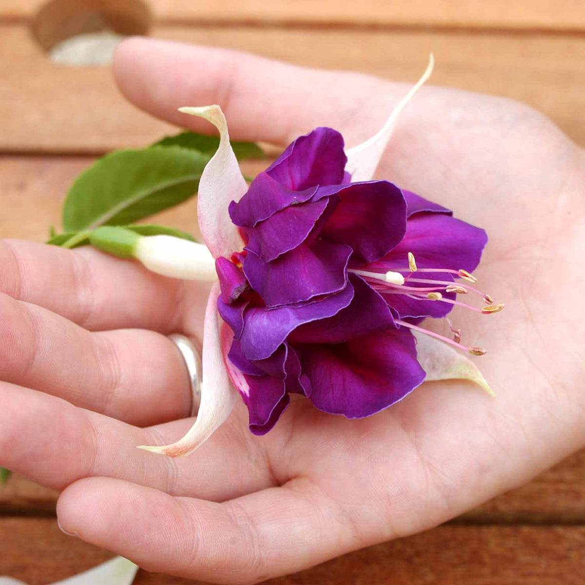 Fuchsia Plant 'Southern Belles Deep Purple' 6 x Super Plug Plants