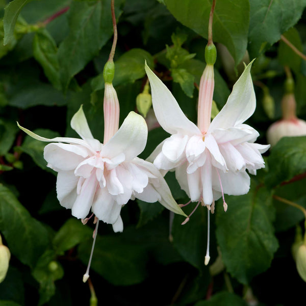 Fuchsia Plant 'Southern Belles Pink Marshmallow'