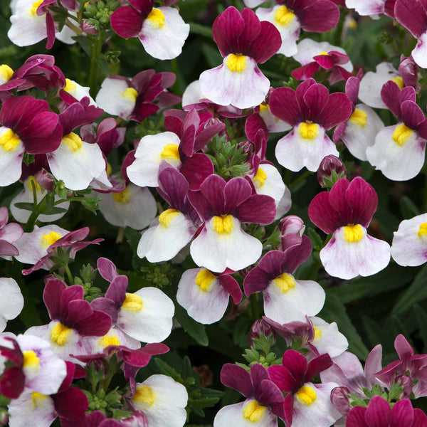 Nemesia Plant Lady Series 'Emma'