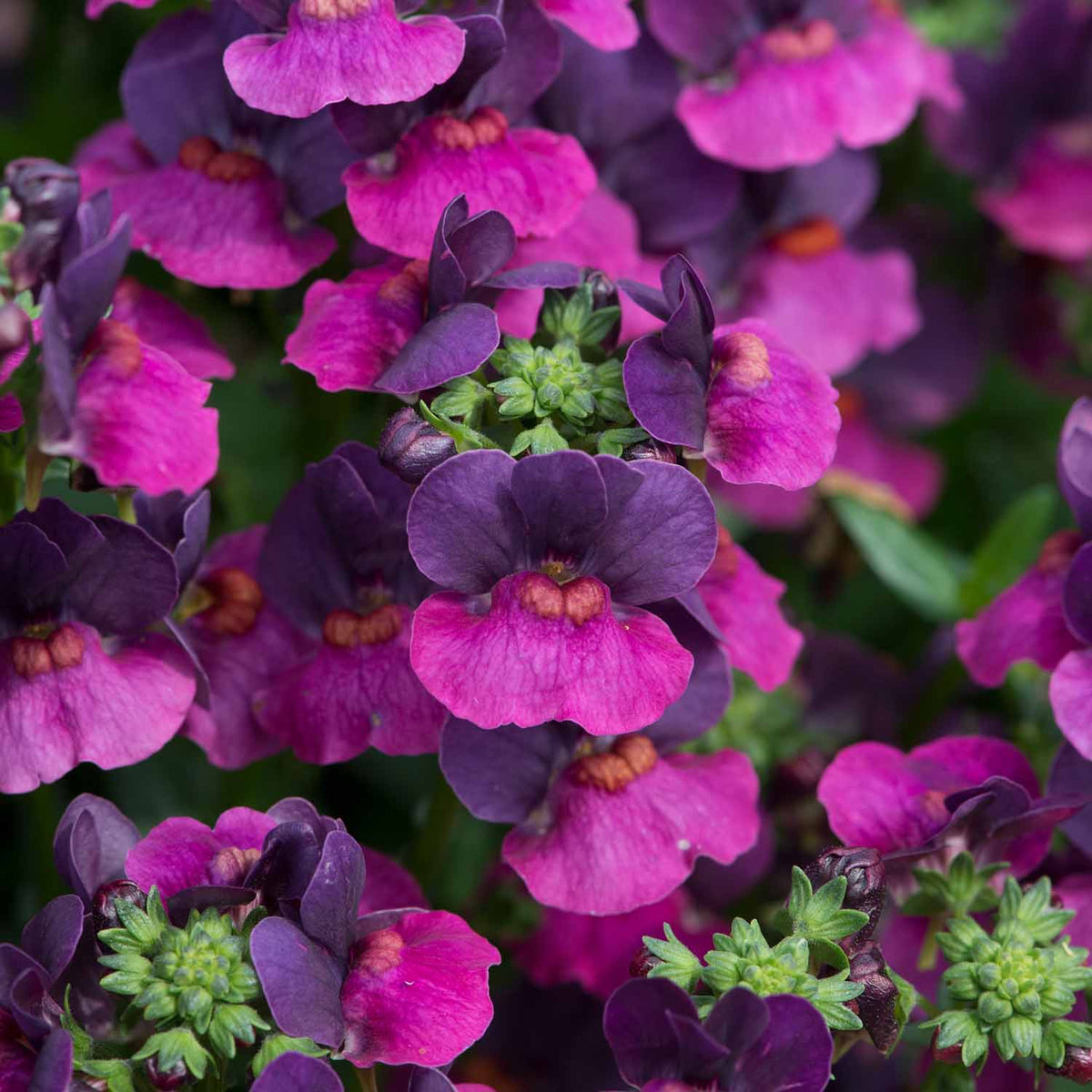 Nemesia Lady Series 'Lisa' | Buy Nemesia Plants Online | Summer Bedding ...