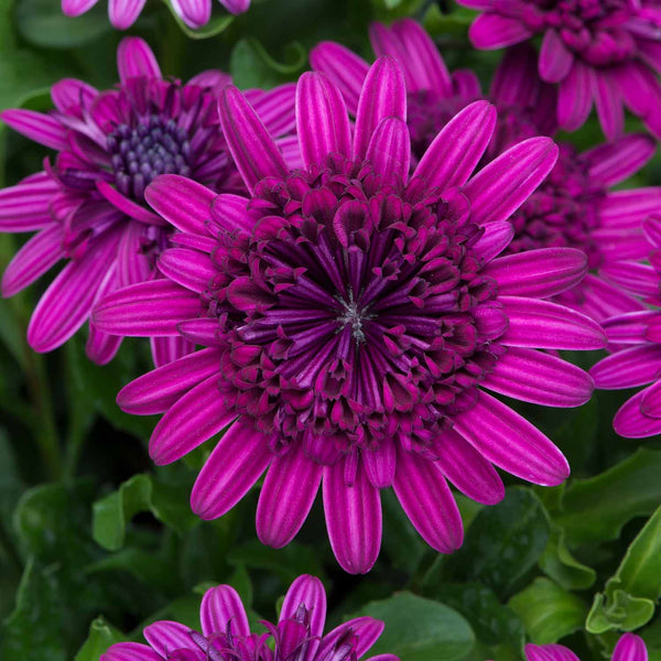 Osteospermum Plant '3D Purple'