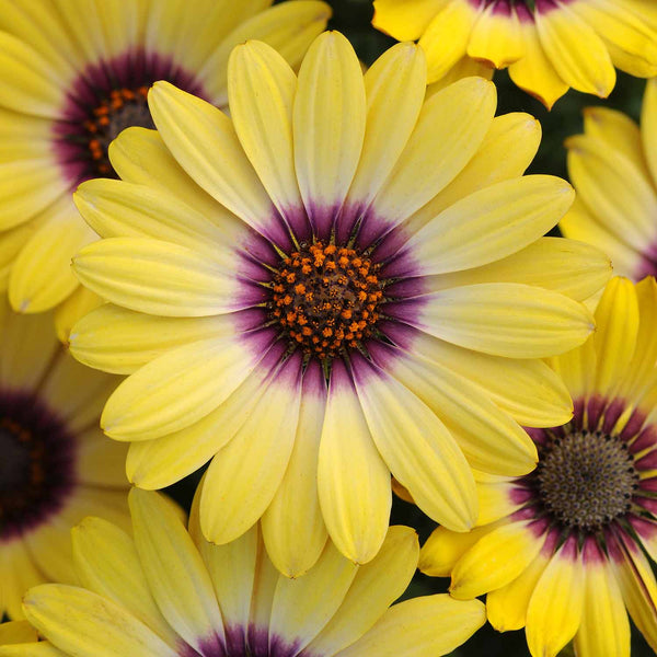 Osteospermum Plant 'Serenity Blue Eyed Beauty'