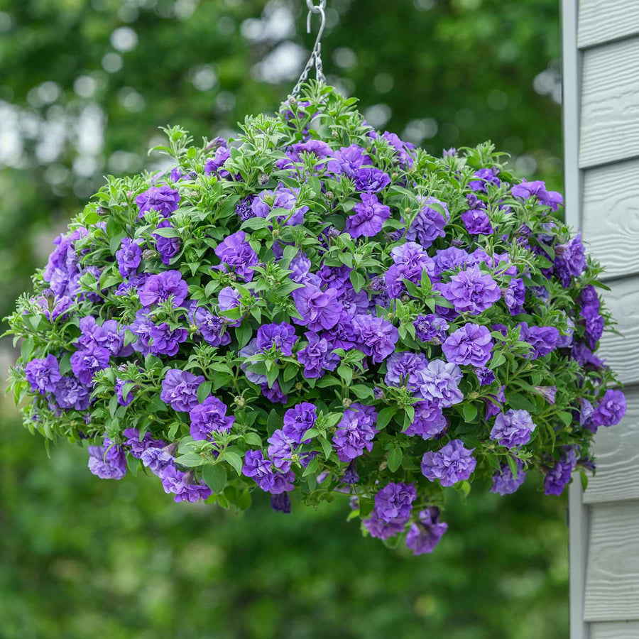 Petunia Plant 'Tumbelina Sophia' - 6 x Super Plug Plants | Buy Petunia ...