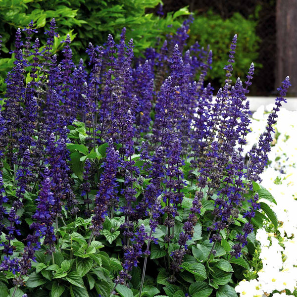 Salvia Plants 'Big Blue'