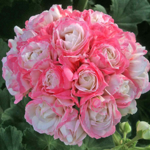 Geranium Plant 'Apple Blossom'