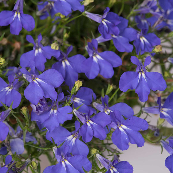 Lobelia Plant 'Waterfall Blue Improved'