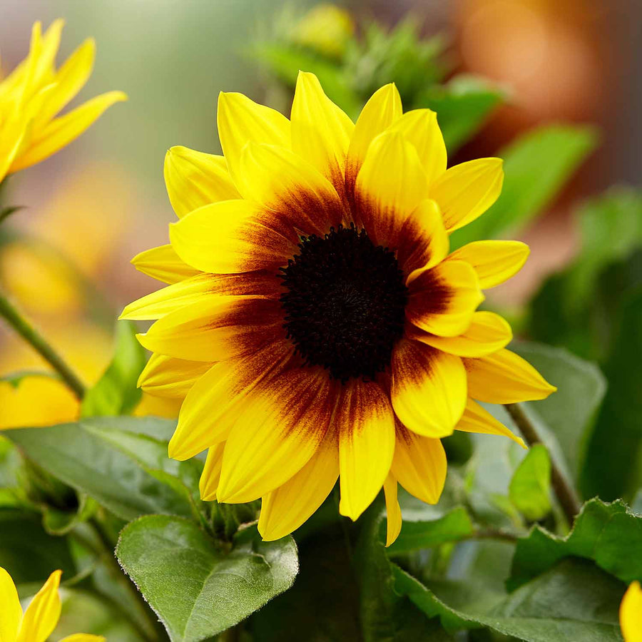 Buy Helianthus Brown Eyed Girl 5 Plants | Marshalls – Marshalls Garden