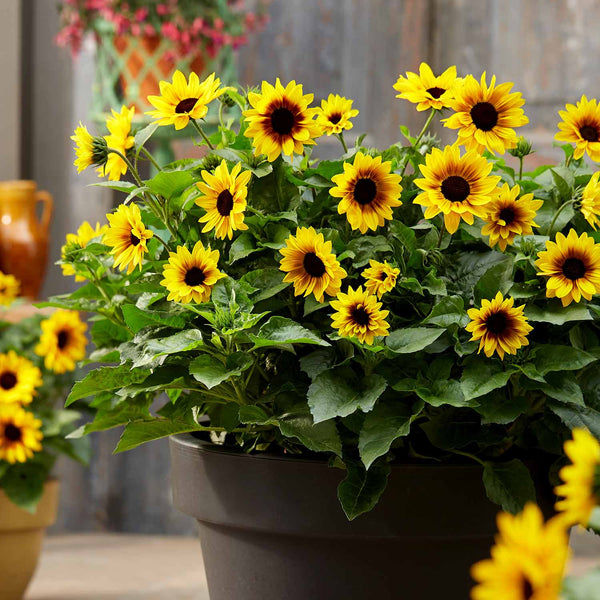 Helianthus Plant (Sunflower) 'Sunbelievable Brown Eyed Girl'