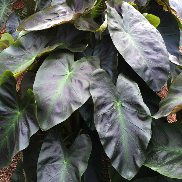 Colocasia Plant 'Royal Hawaiian Aloha'