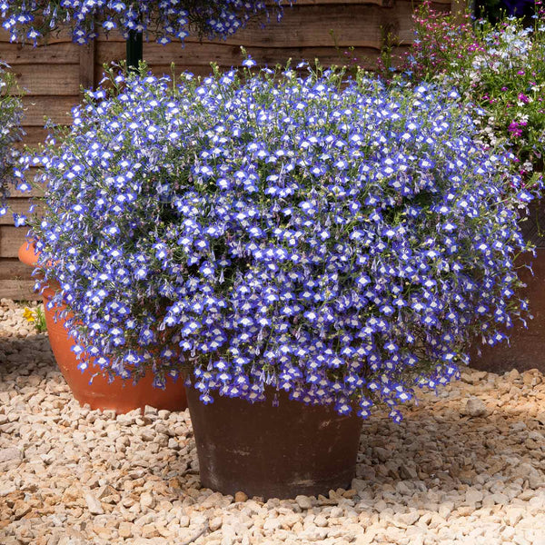 Lobelia Plant 'Waterfall Blue Ice'