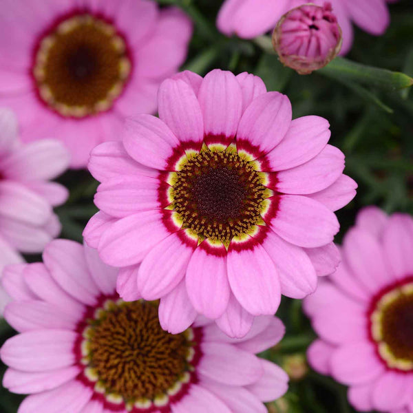 Argyranthemum Plant Marguerite 'Grandaisy Pink Halo'