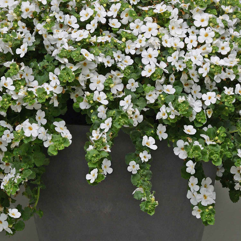 Bacopa Plant 'Megacopa White' 6 x Super Plug Plants Buy Bacopa