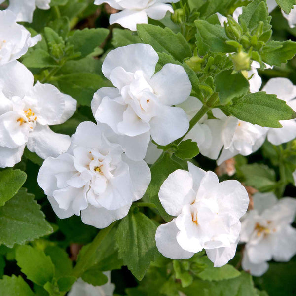 Bacopa Plant 'Scopia Double Ballerina Snowball'