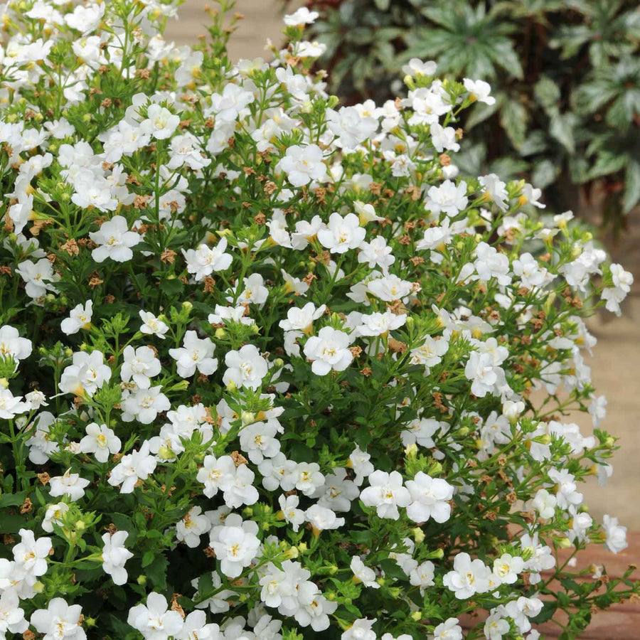 Bacopa Plant 'Scopia Double Ballerina Snowball' 6 x Super Plug Plants