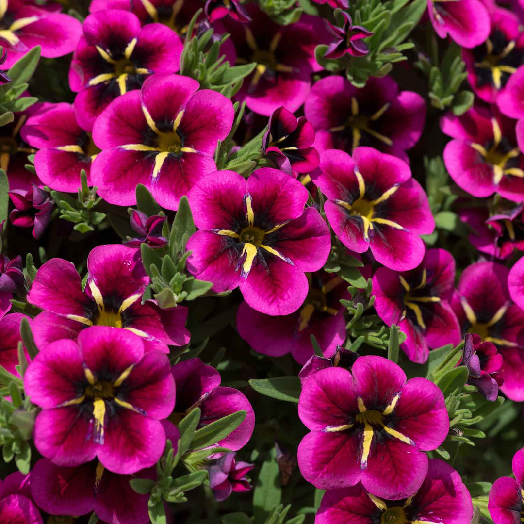 Calibrachoa Plants 'Marshalls Selection' - 12 x Super Plug Plants | Buy ...