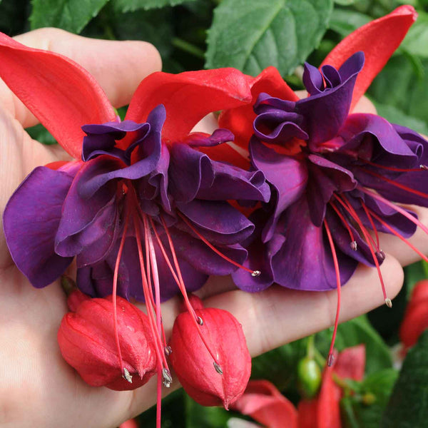 Fuchsia Plant 'Southern Belles Voodoo'