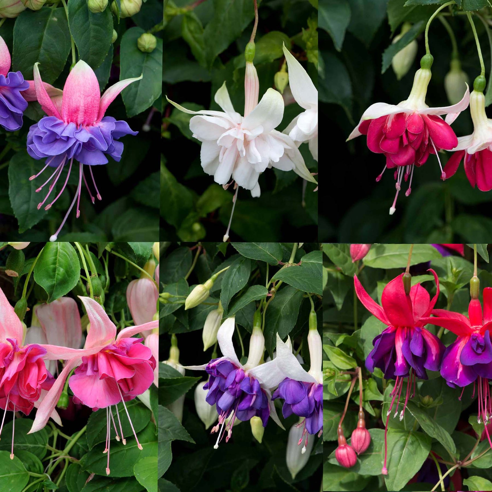 Marshalls 'Giant Flowered Trailing Fuchsia Selection' 12 Super Plugs